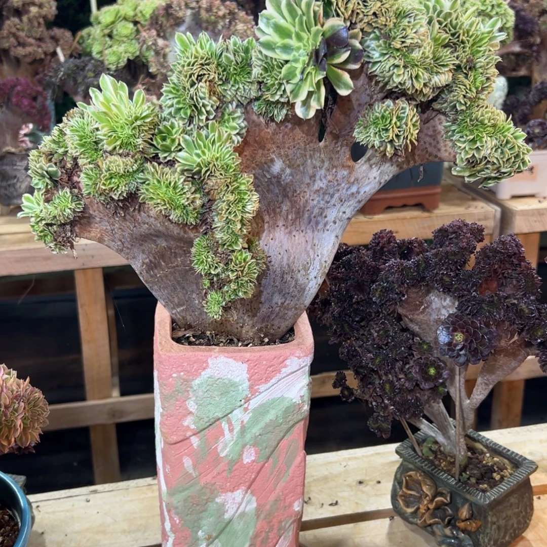 碧浪缀化老桩厚板