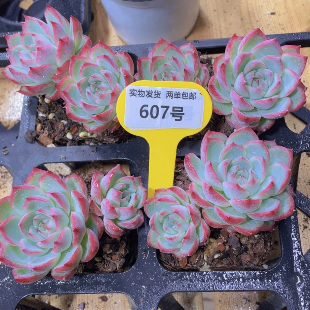 607号 飘枝粉水晶双头一个