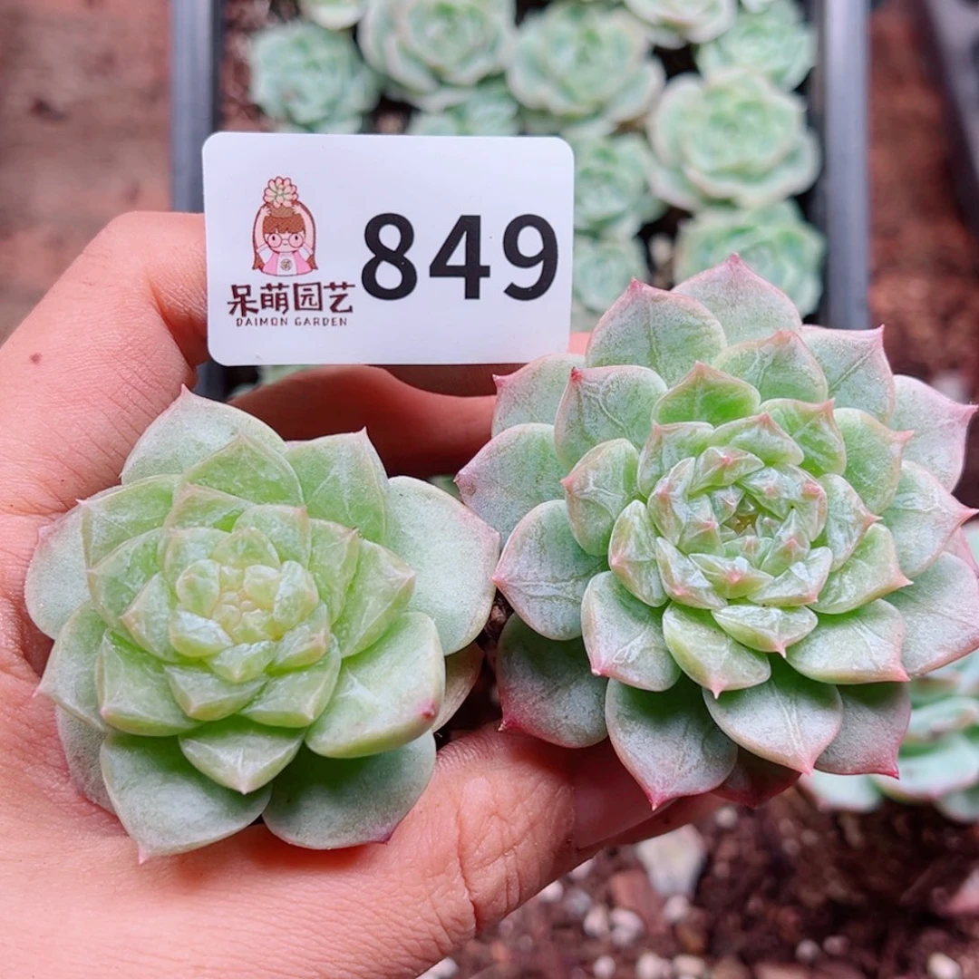 多肉植物多肉植物