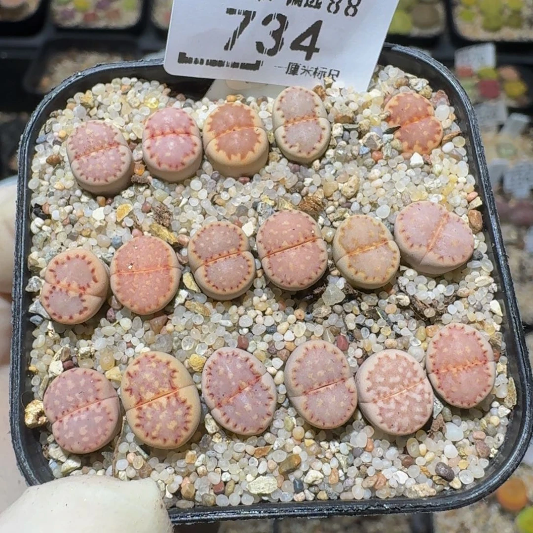 zzzz生石花肉锥734