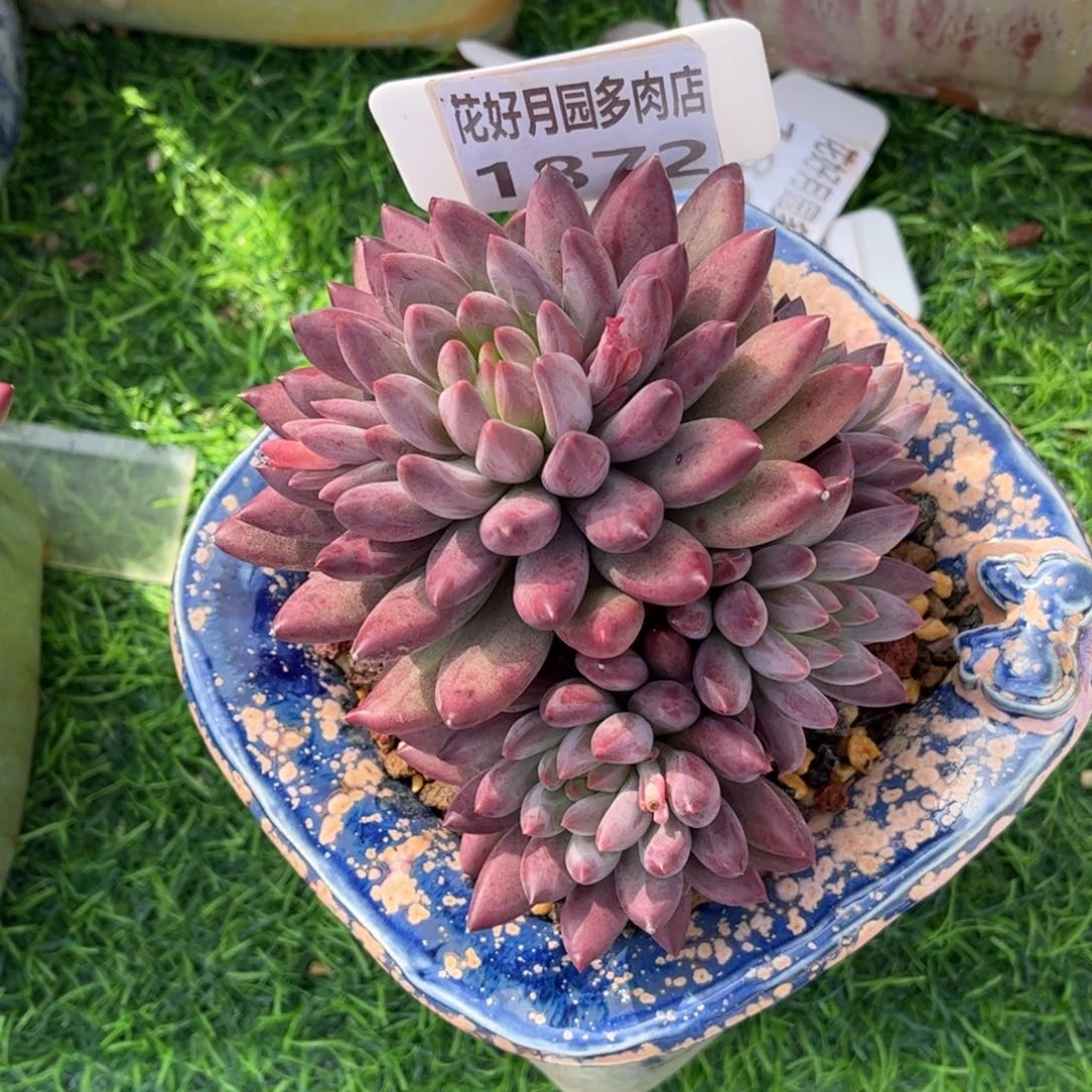周***装多肉植物1872不带盆
