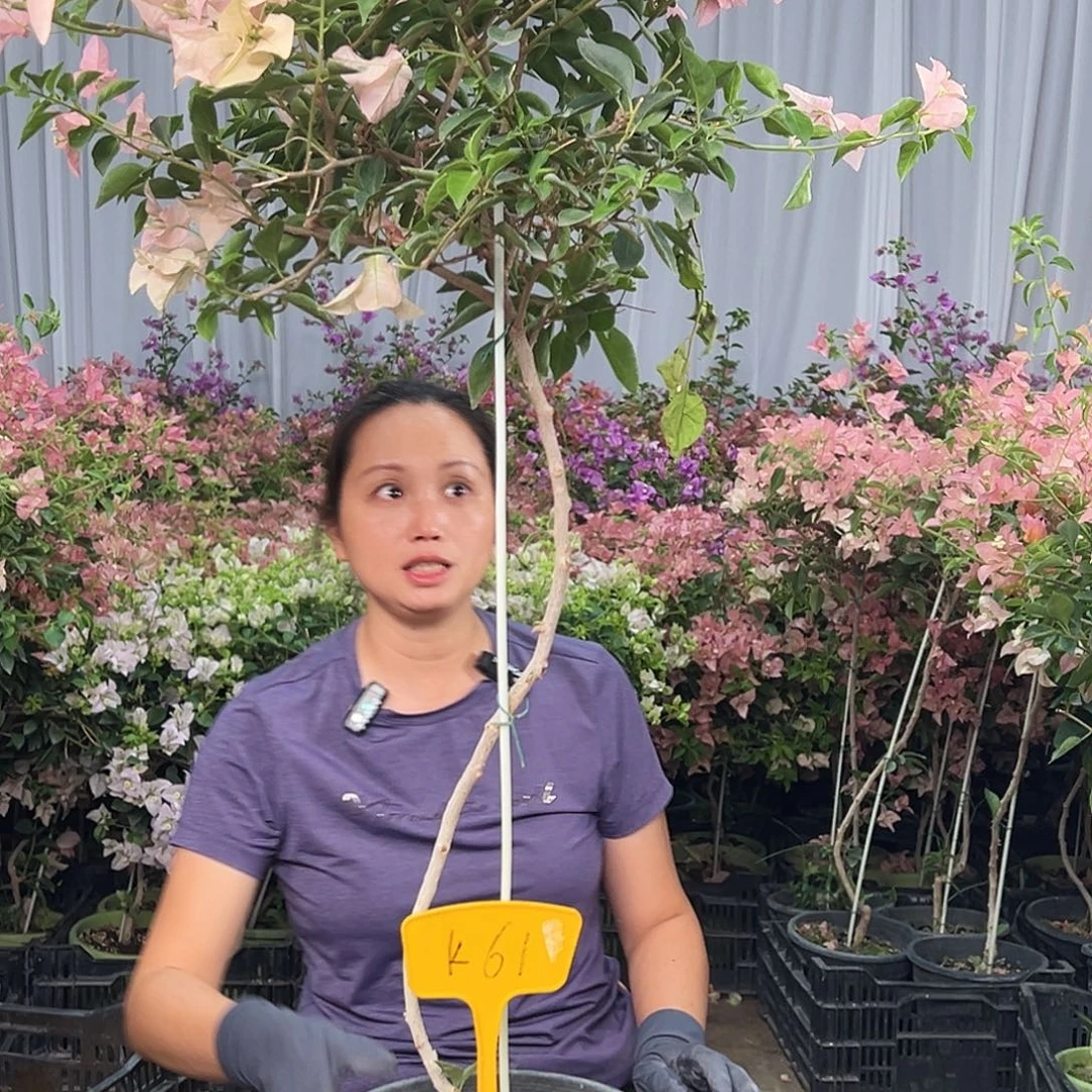 精***浩当前无花栽培后可以开花K61卡亚塔