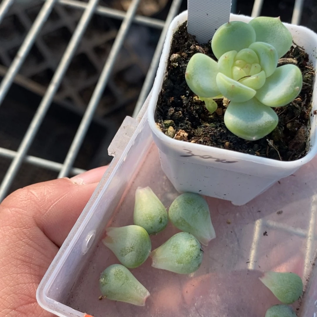 纯叶片甜心3000叶片一个