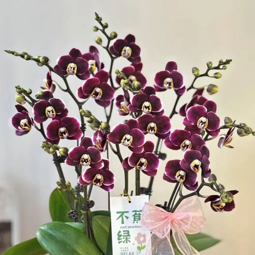 精品蝴蝶兰【巧克力】