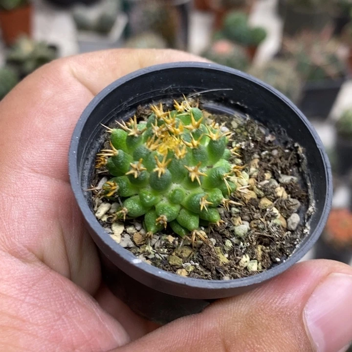 短豪刺情丝特价福利