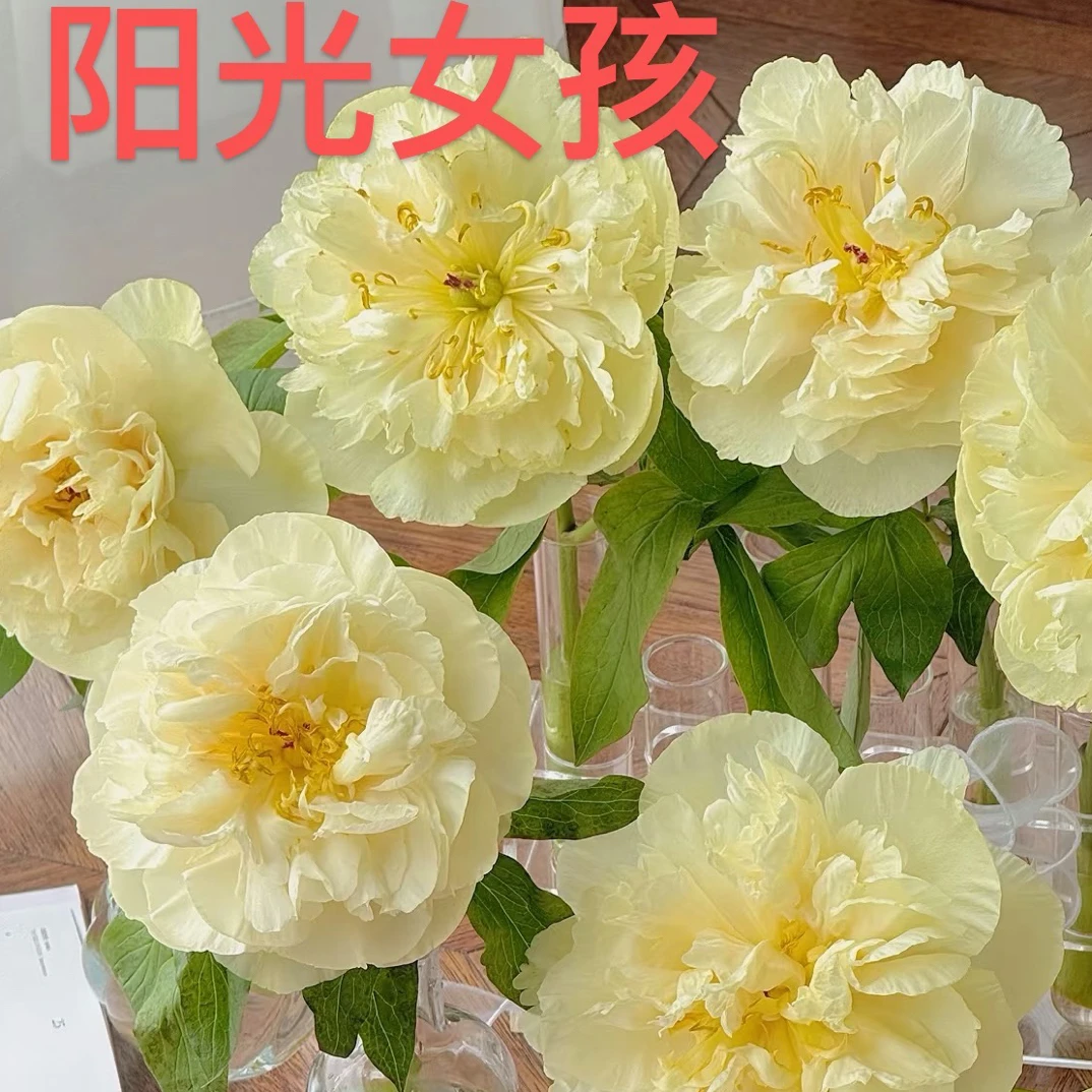 精品芍药花 黄色 阳光女孩