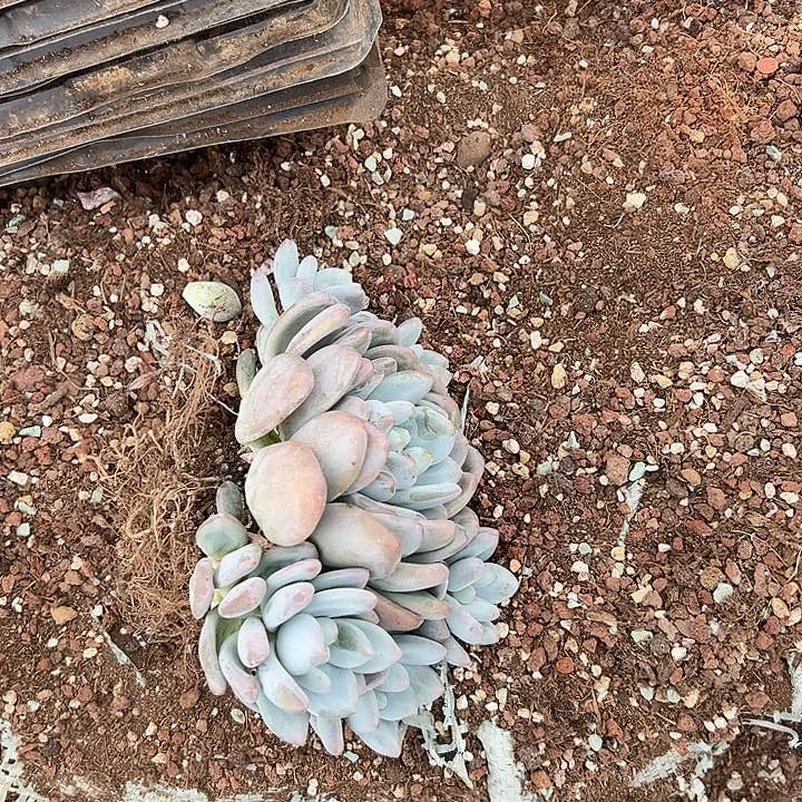 莲***1多肉植物实物直播实物162