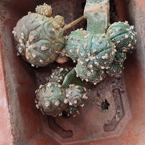 2374处理兜仙人球