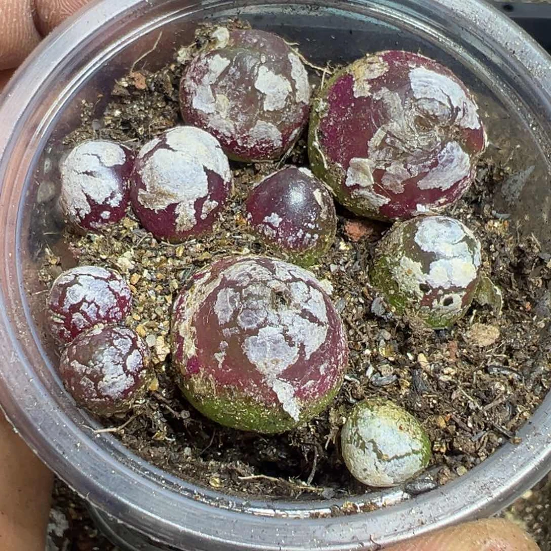 【闪购商品】 503。