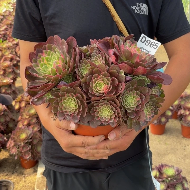 瑞妈多肉园艺965