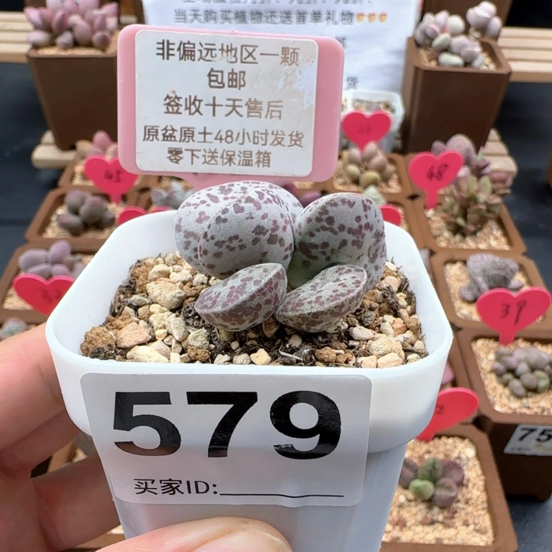 579巨型花蛋多肉植物
