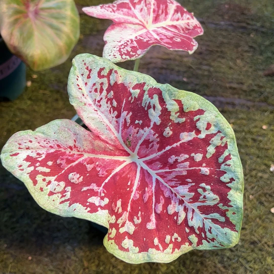 无花朵金蝴蝶泰彩养定福利18