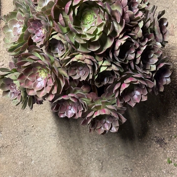 水***山多肉植物抹茶锦……