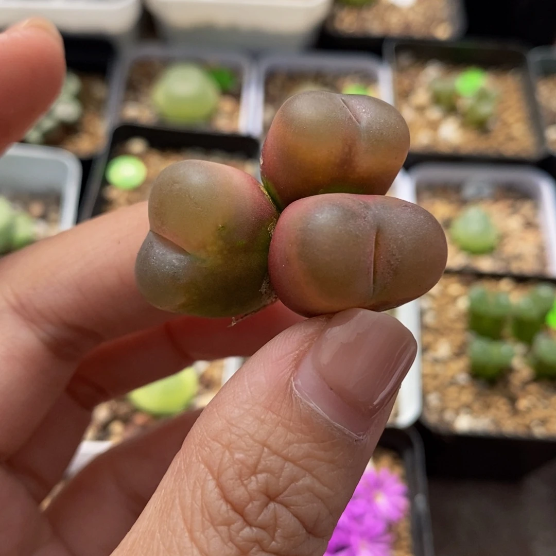 3头（瑕疵）多肉植物313