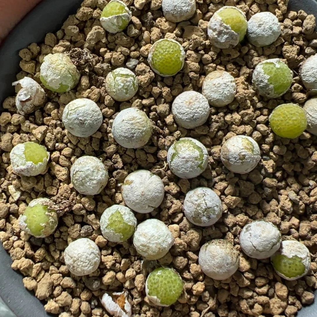 量拍园艺玉米10颗，多肉