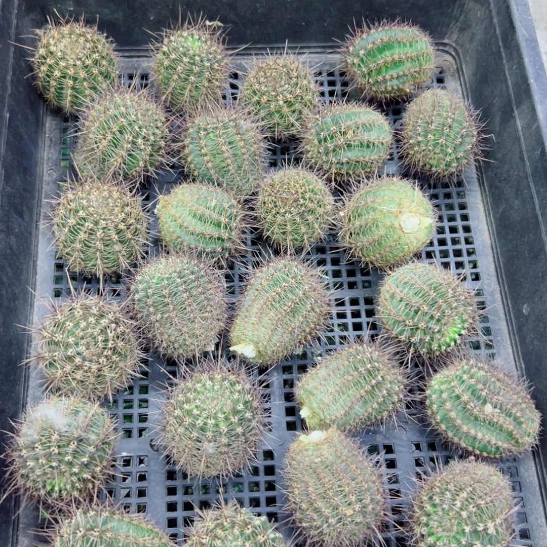 下29无名彩草2个歪无根侧芽4公分左右20包邮