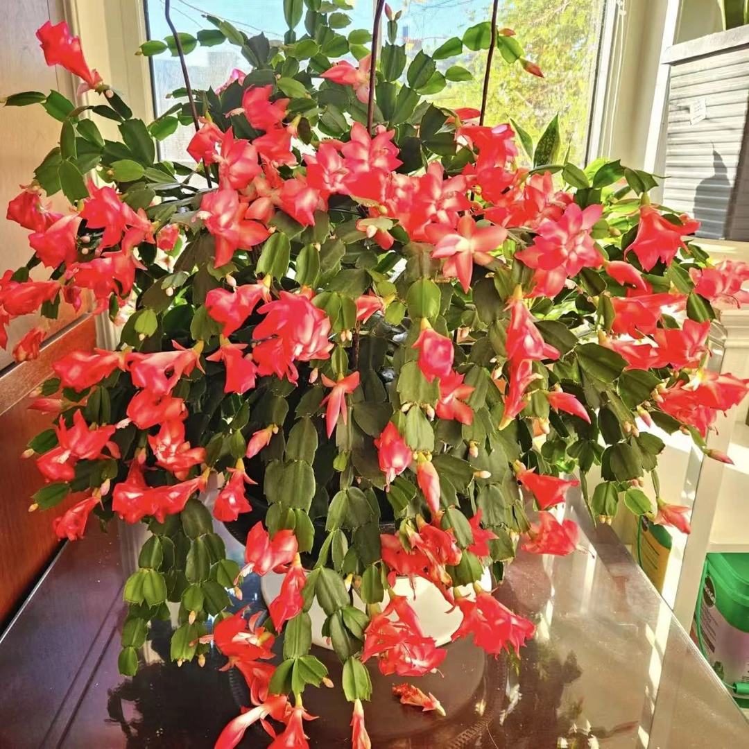 加勒比蟹爪兰盆栽庭院阳台爆花强花卉新手易养护