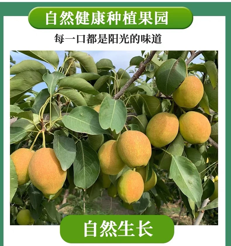 现摘现发媚梨7号新香梨新鲜水果皮薄脆甜多汁核小坏果包赔