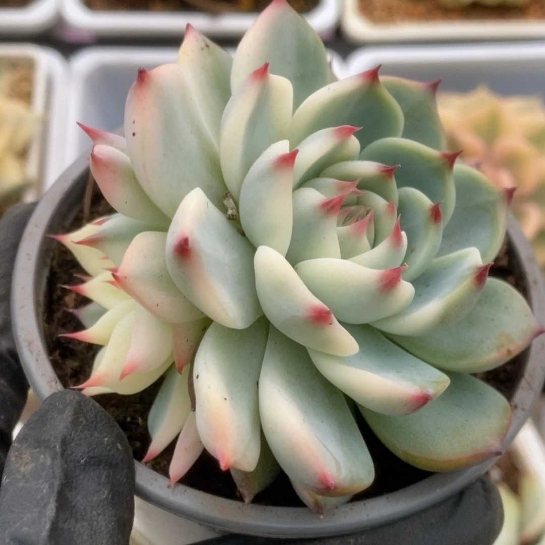 030锦锦锦锦锦锦锦锦锦