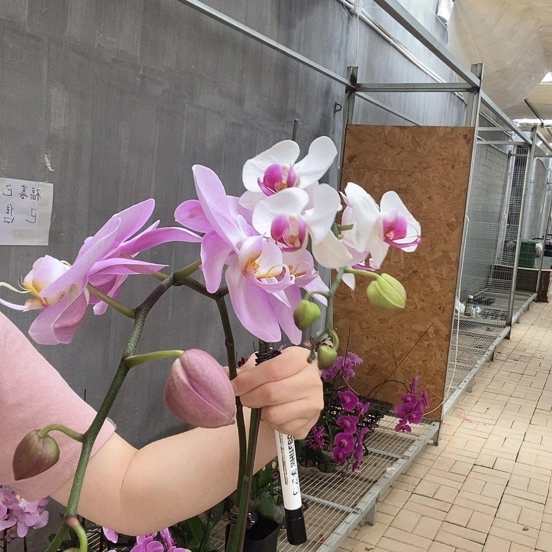 完全开放白花红心，访美女朋友2.8两颗组合