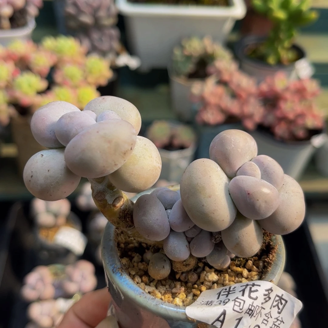 1127芭比奶酪6cm多肉