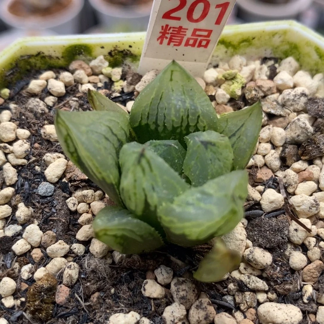 201冰淇淋一物一拍