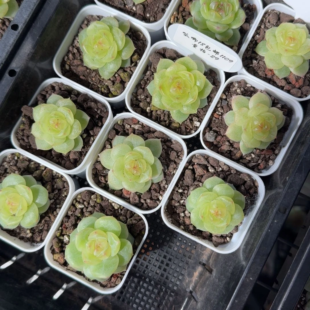 1109-29-3013单头量拍