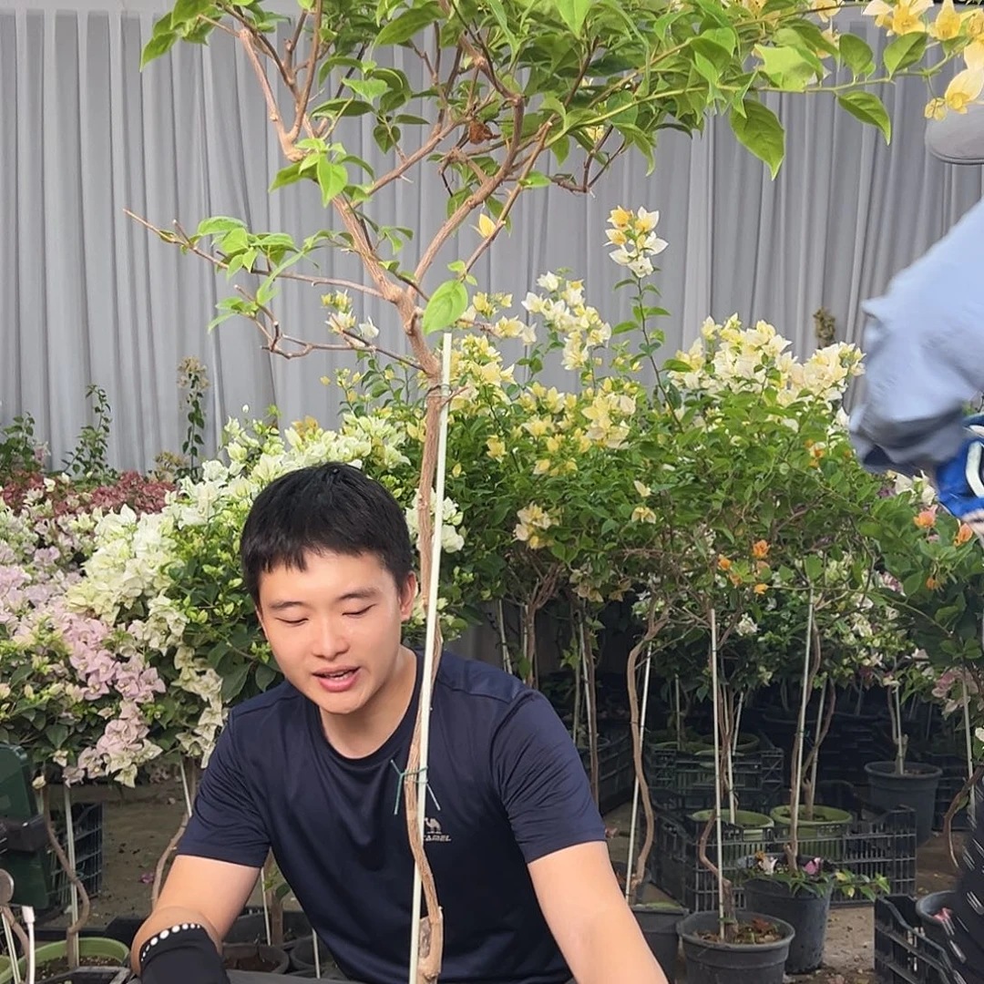 那***天大部分花苞少量开放K44苏瓦娜