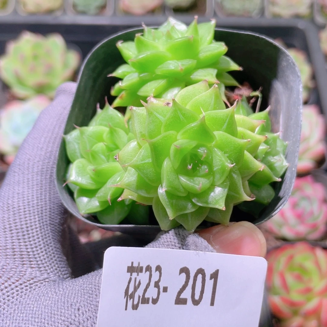 花利美23-201海王