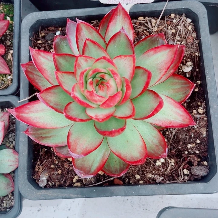 紫***乐惊鸿仙子多肉植物A08