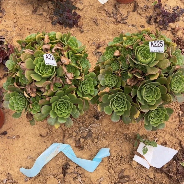 橙****绿杨蓉2颗多肉植物224.225