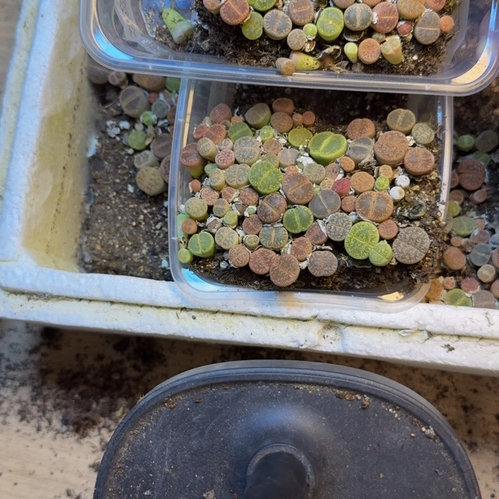 北***北多肉植物的生长发育48