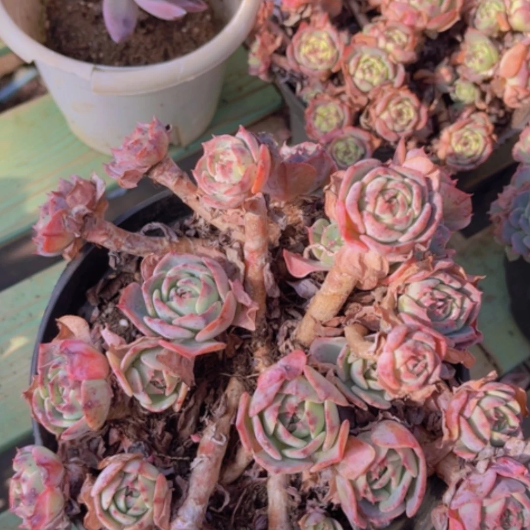 【闪购商品】赛康达17198