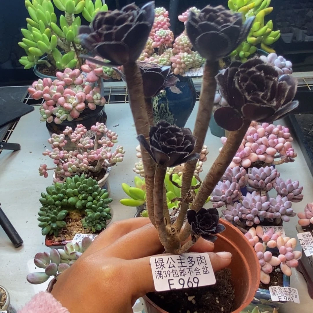969丸叶法师多肉有砍
