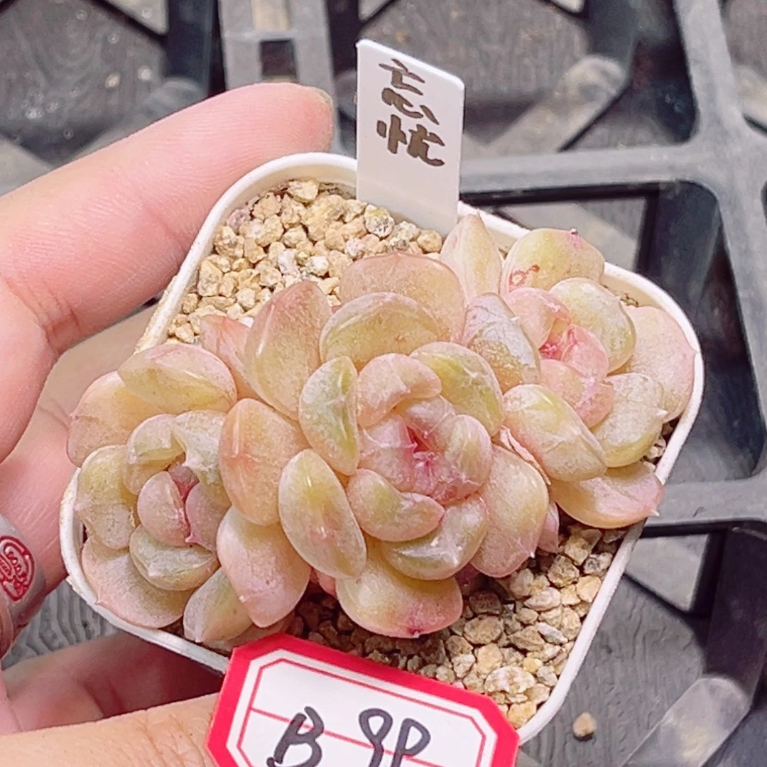 B99 一物一拍 水光系列珍妮