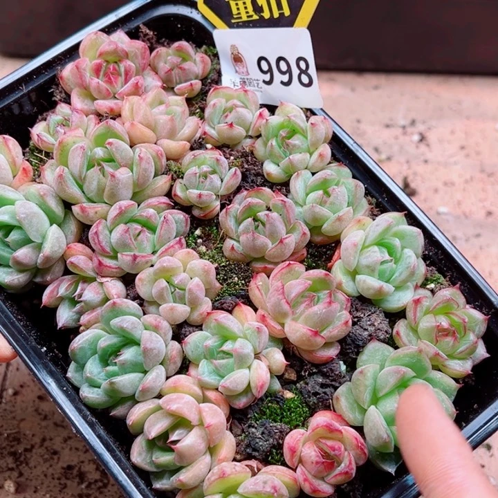 多肉植物多肉植物