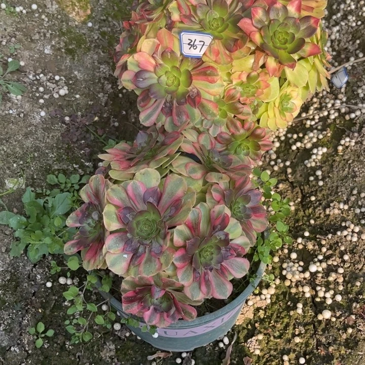 367雨荷多肉植物法师