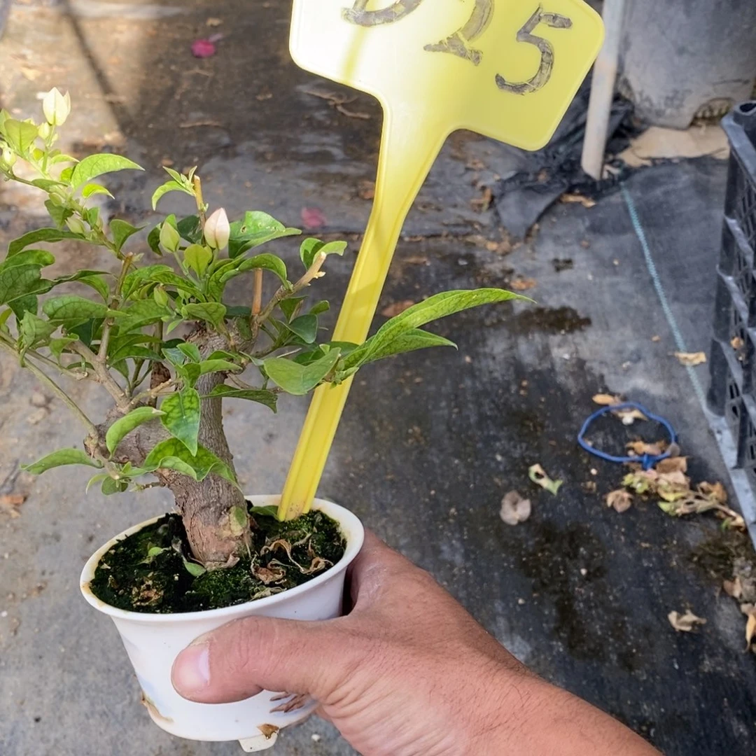无花朵三角梅雪紫D25