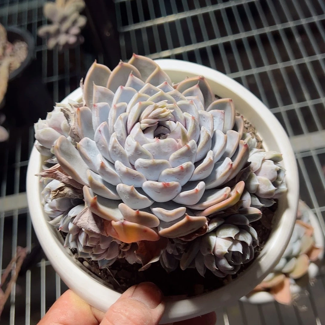 雪兔单头带仔大盆