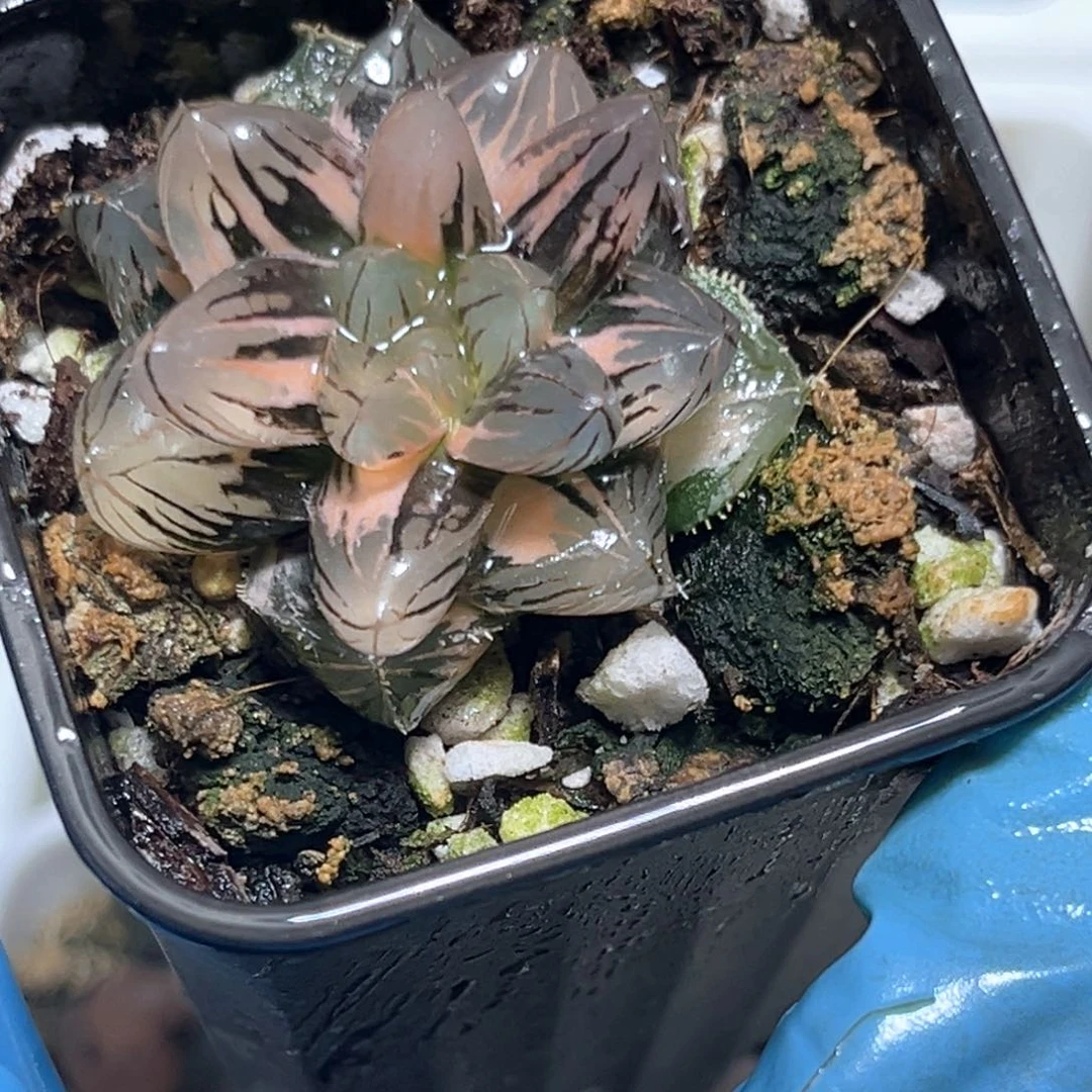 恭喜发财大吉大利4884