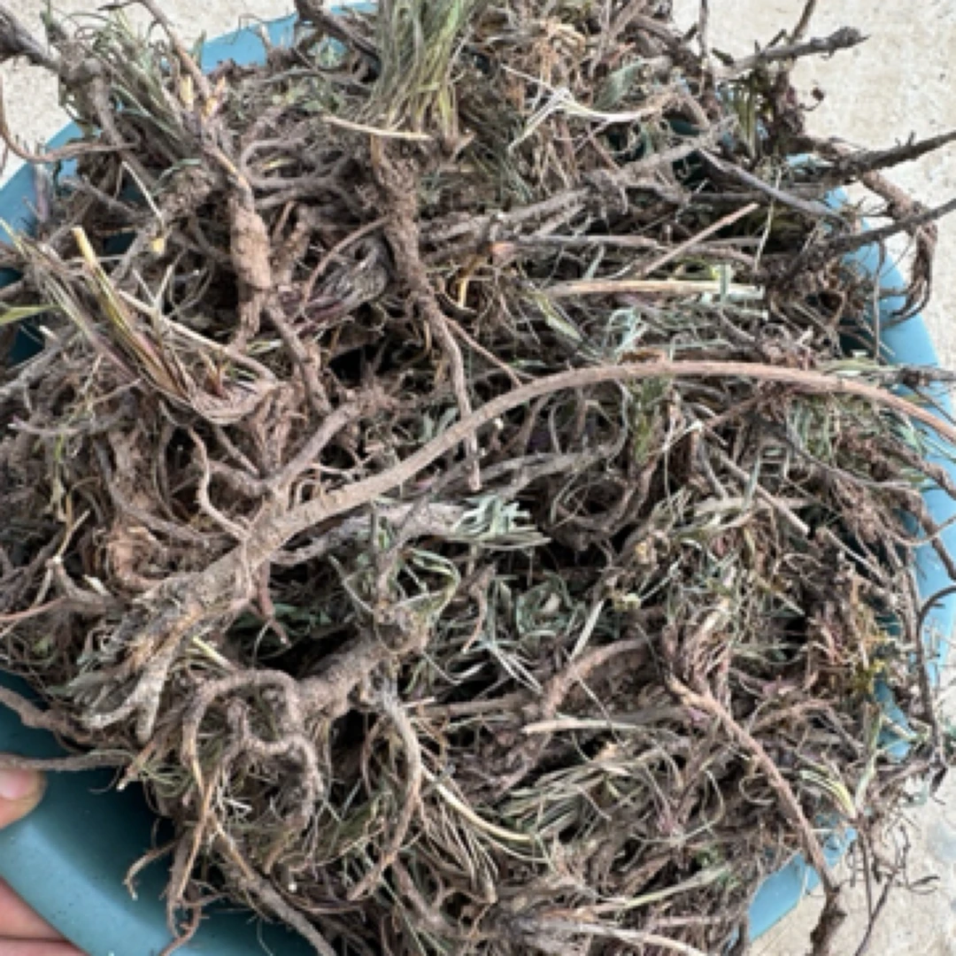 甘肃岷县野采老 柴胡