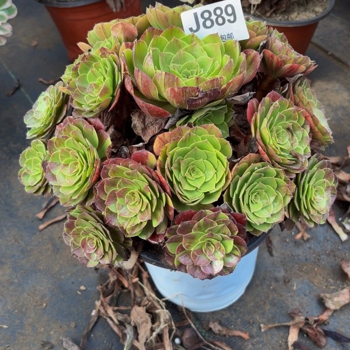 瑞妈多肉园艺889。花月夜
