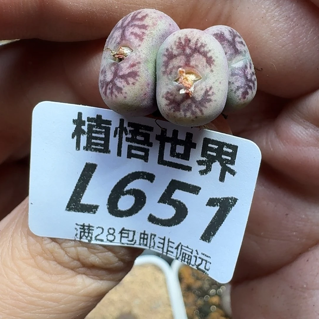 多肉植物的润泽fgb