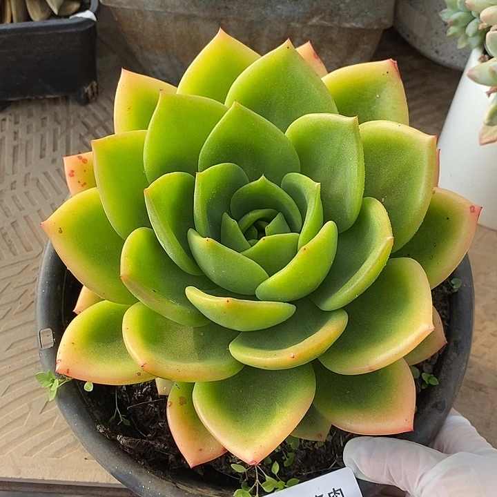 小七夕多肉翠花01