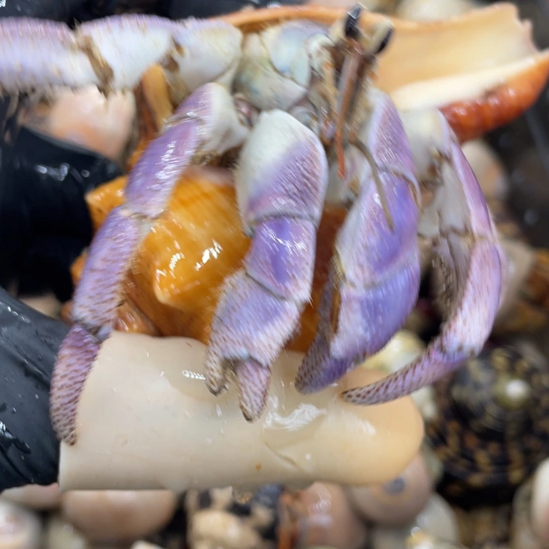 不退不换活体宠物14