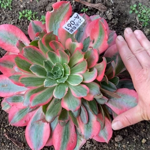 61女妖满25包邮多肉