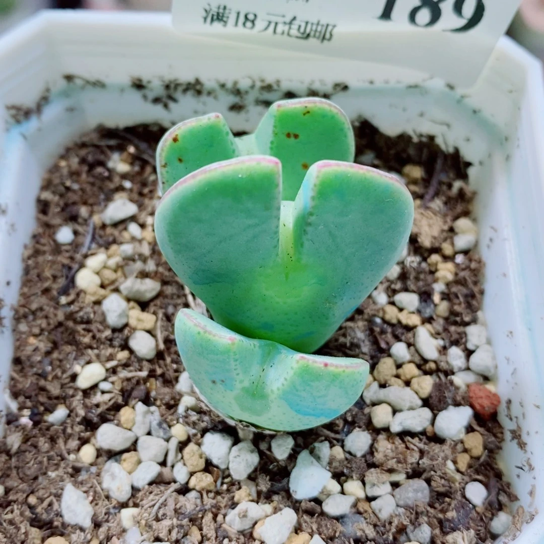 生石花花哈哈哈哈189