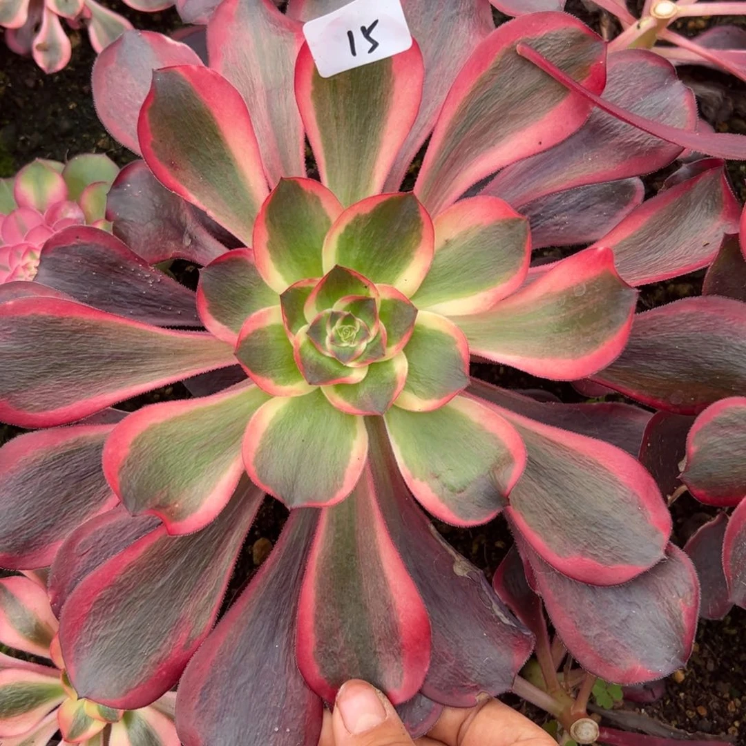 15红魔女多肉植物