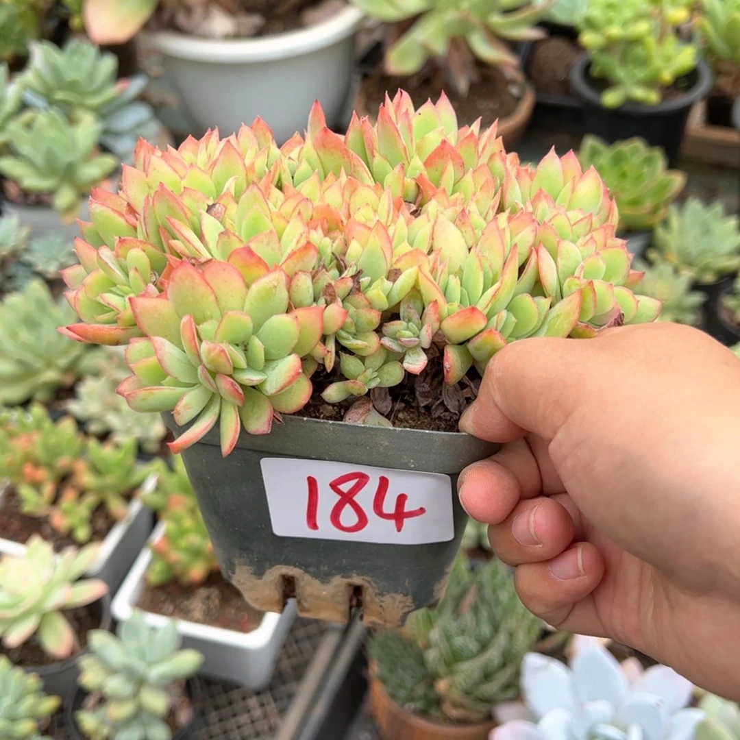 【闪购商品】留****甲184。 111111111