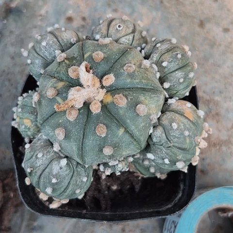 完全开放299兜锦木心根